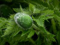 Regentropfen auf großer Türkischer Mohnblütenkapsel